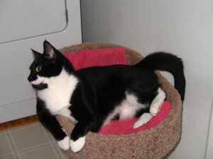 Abby in her bunk 3-25-2010 017